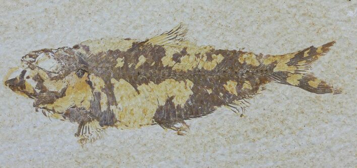 Knightia Fossil Fish - Wyoming #59822